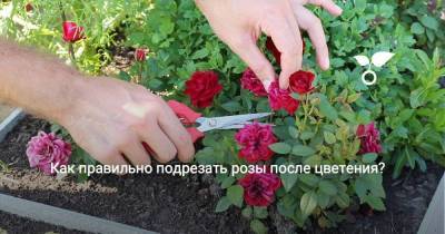 Как правильно подрезать розы после цветения? - skuke.net