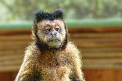 В «Векторе» рассказали об опасности оспы обезьян для человека