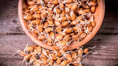 Опытную партию консервированной пророщенной пшеницы выпустили в Быховском районе - belta.by - Белоруссия - район Быховский