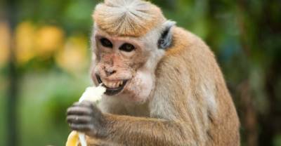 В "Векторе" предупредили россиян о новой опасной болезни — оспе обезьян