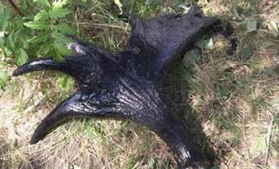 В канализации в Тюмени нашли рога лося