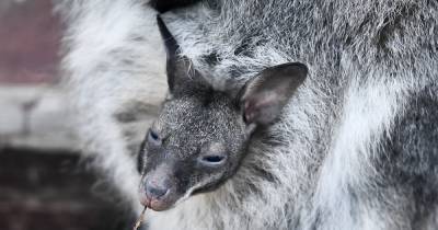 В Московском зоопарке родился детеныш карманных кенгуру