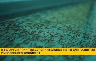 В Беларуси приняты дополнительные меры для развития рыболовного хозяйства