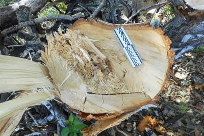 Зауралец нанес миллионный ущерб незаконной вырубкой 55 деревьев