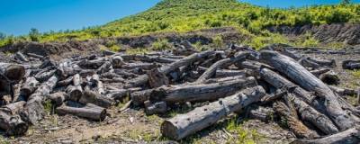 Бизнесмен из группы Абрамовича предложил приватизировать лес