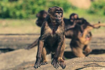 Ученые из «Вектора» назвали риск проникновения оспы обезьян на территорию России «незначительным»