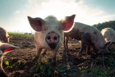 Жители Твери жалуются на вонь со свинофермы - их никто не слышит