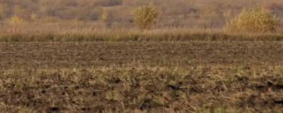 В АПК Курганской области из-за засухи ввели режим ЧС
