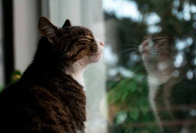 Кошки не птицы: ветеринары развенчали смертельно опасные мифы о котах и открытых окнах