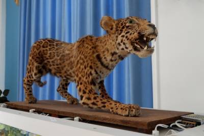 Краеведческий музей приглашает посмотреть на экзотических животных