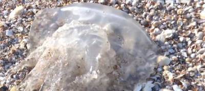 Вывозят экскаваторами: на курорте в Запорожской области берег заполонили мертвые медузы