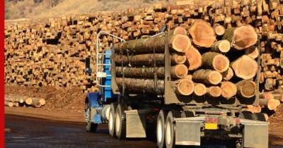 Глава компании Абрамовича и его партнеров призвал приватизировать лес - profile.ru - Россия - Новая Зеландия