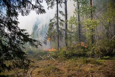 Площадь лесных пожаров в Карелии превысила 7200 га