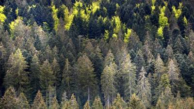 RFP Group предложила приватизировать часть леса в России
