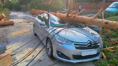 В Тольятти упавшее на машину дерево раздавило женщину
