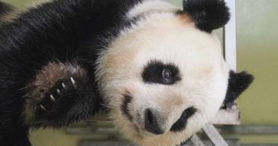 Во Франции родится вторая панда в истории страны: медведица из Китая снова беременна