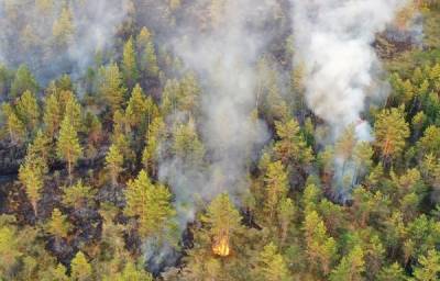 В Госдуме обвинили «чёрных» лесорубов в лесных пожарах