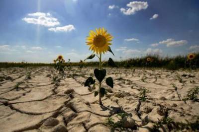Глобальное потепление «сдвинуло» две трети территории Украины в зону рискованного земледелия