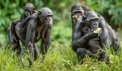 Центр Гамалеи: для борьбы с оспой обезьян подходит вакцина от обычной оспы