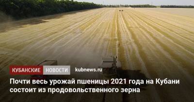 Почти весь урожай пшеницы 2021 года на Кубани состоит из продовольственного зерна