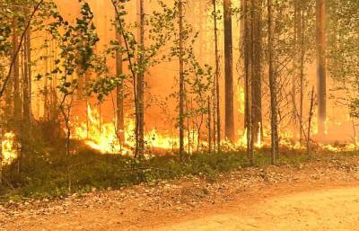 На всей территории Карелии ввели режим ЧС из-за лесных пожаров