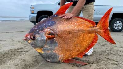 45-килограммовую рыбу-луну выкинуло на пляж в США