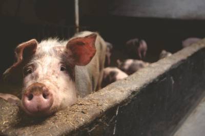 Усыпление и уничтожение свиней, заражённых африканской чумы свиней, началось под Псковом