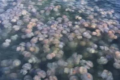 Опубликовано видео нашествия гигантских медуз в Азовском море