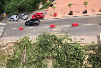 Киевляне возмущены действиями коммунальщиков: срезали все деревья в квартале (ФОТО)