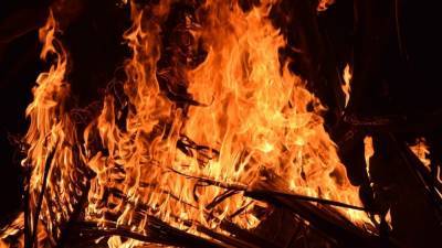 Полиция обнаружила в лесу обгоревшие тела двух жителей Приморья