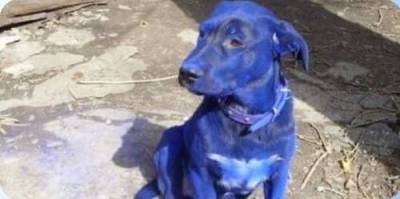 Река под Владимиром окрасила собаку в синий цвет
