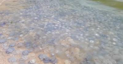 На пляже в Кирилловке отдыхающая провалилась в "братскую могилу" с медузами