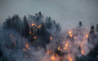 Лесные пожары в России значительно усилились: какая ситуация в стране