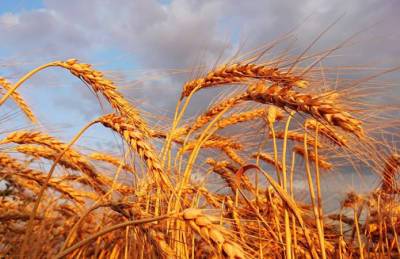 Одесская область намолотила первый миллион тонн зерна