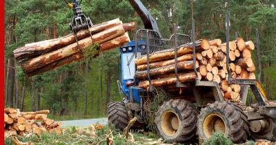 Приватизацию лесов в России назвали нецелесообразной - profile.ru - Россия