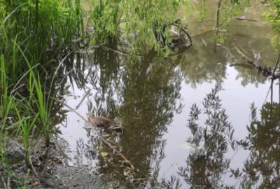 Экологическая катастрофа на киевском озере, вокруг лежат тушки уток и рыбы: кадры ЧП и что известно