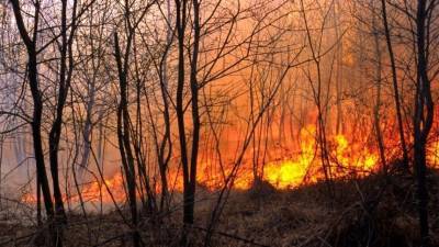 Охваченный лесным пожаром поселок удалось отстоять в Карелии