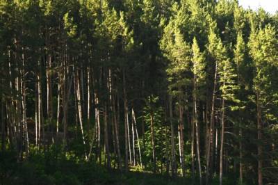 В Минприроды выступили против приватизации лесов в России