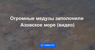 Огромные медузы заполонили Азовское море (видео)