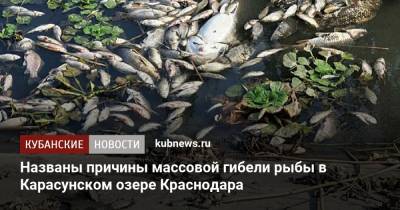 Названы причины массовой гибели рыбы в Карасунском озере Краснодара