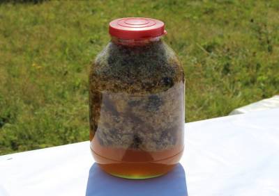 В Башкирии запустят производство готовой медовой продукции