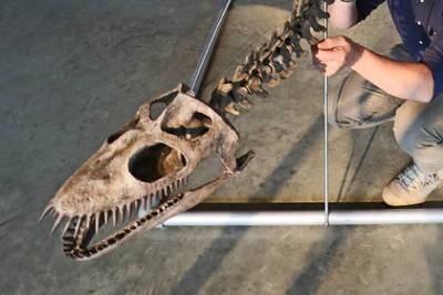 В Кировской области нашли скелет морского ящера юрского периода