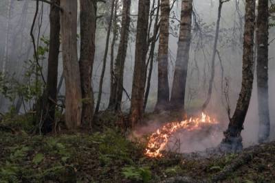 Путин ставит вопрос о привлечении сил Минобороны к борьбе с лесными пожарами на Дальнем Востоке и Якутии