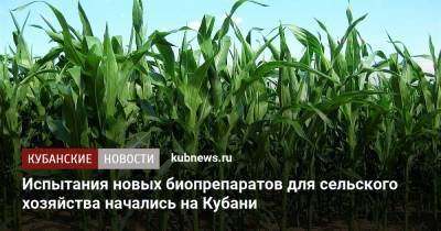 Вениамин Кондратьев - Испытания новых биопрепаратов для сельского хозяйства начались на Кубани - kubnews.ru - Краснодарский край