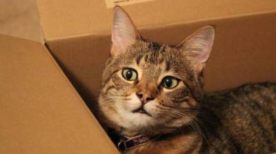 Почему кошки обожают картонные коробки