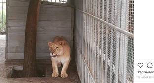 Инцидент с львицей на Кубани обнажил проблему эксплуатации животных в туризме