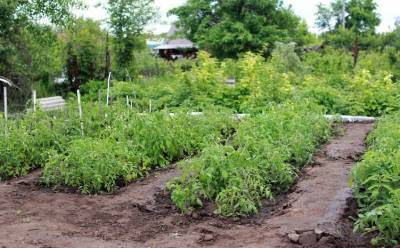 Что посадить в огороде в конце июля, чтобы овощи с грядок были до заморозков?
