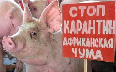 В Смоленской области выявили еще один очаг африканской чумы свиней
