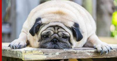 Как помочь собаке похудеть: советы ветеринаров