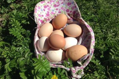 На 21,1 миллиона штук приросло производство яиц в Смоленской области
